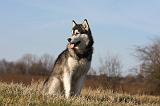 ALASKAN MALAMUTE 805